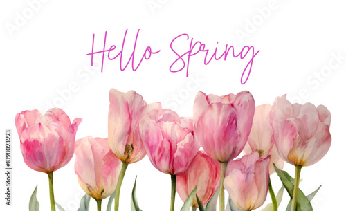 Spring tulip arrangement in watercolor style features delicate pink blooms and floral patterns perfect for Easter posters, birthday cards, and vintage design backgrounds. Vector illustration.