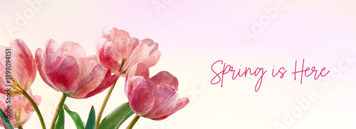 Watercolor bouquet of tulips with pink spring flowers on pastel background. Vintage floral design for spring banner, botanical illustration with delicate petals and tulips. Vector illustration.