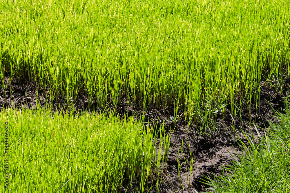 Obraz premium Vibrant Green Rice Seedlings in Paddy Field Nursery Beds Prepared for Planting in Agricultural Farm Land Background