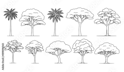 Tropical tree silhouette outline vector set for architectural and landscape elevation drawings