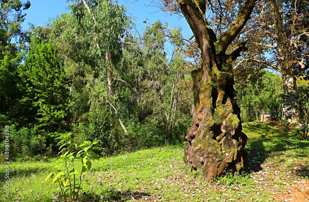 Fototapeta premium Shekvetili Arboretum, Georgia, old hybrid poplar