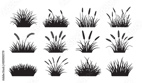 Set of grass silhouettes with various field plants and wild meadow weeds for landscape design nature elements