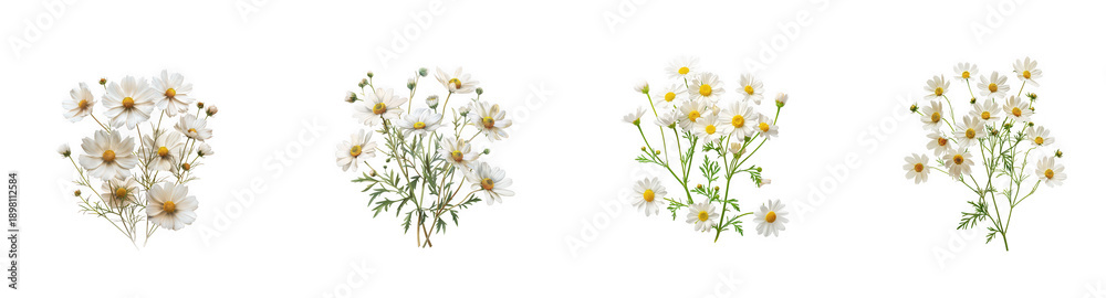 Obraz premium Bouquets of delicate white daisies and green stems, representing purity and innocence isolated on transparent background
