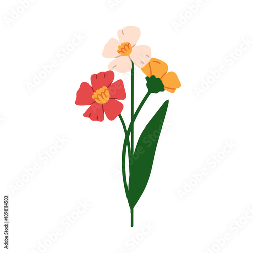 Flower blossoms and leaf. Delicate windflower blooms with gentle petals, stem...