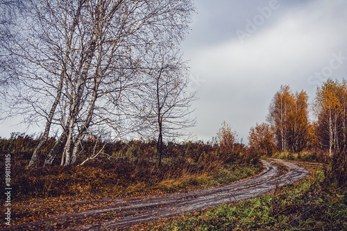 dirt road through forest after heavy rain