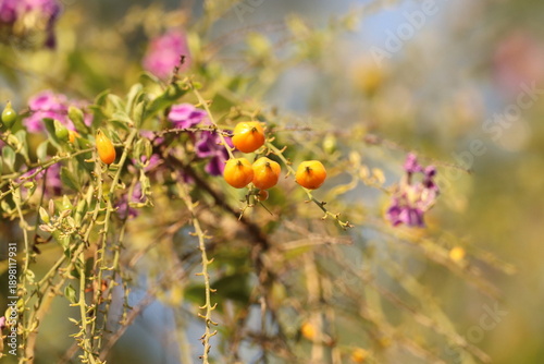Duranta Erecta (Golden Dewdrops) flowers and berries