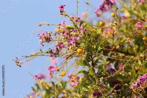 Duranta Erecta (Golden Dewdrops) flowers and berries