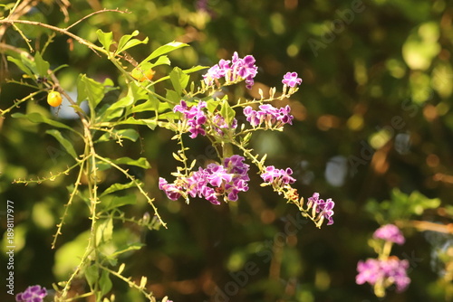Duranta Erecta (Golden Dewdrops) flowers and berries
