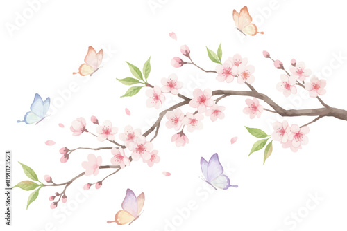 cherry blossom sakura