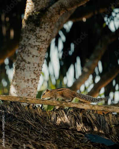 squirrel on a branch 