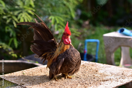 Bantam, Bantam Chicken,Red-headed bantam 