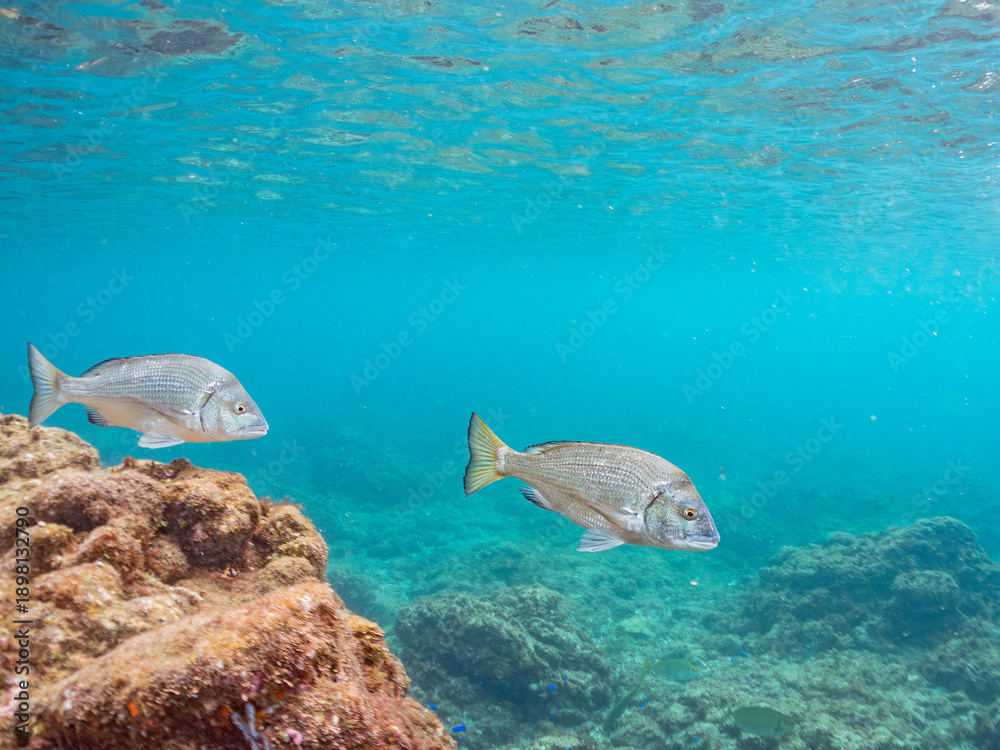 Obraz premium クロダイ, タイ科, Japanese Black Sea Bream, Acanthopagrus schlegelii, 他。 ヒリゾ浜南伊豆町中木 静岡県伊豆半島-2025 日本有数のシュノーケリングスポット。 夏の数カ月間だけ渡し船で行ける。 水質透明度魚影が素晴らしい。 
