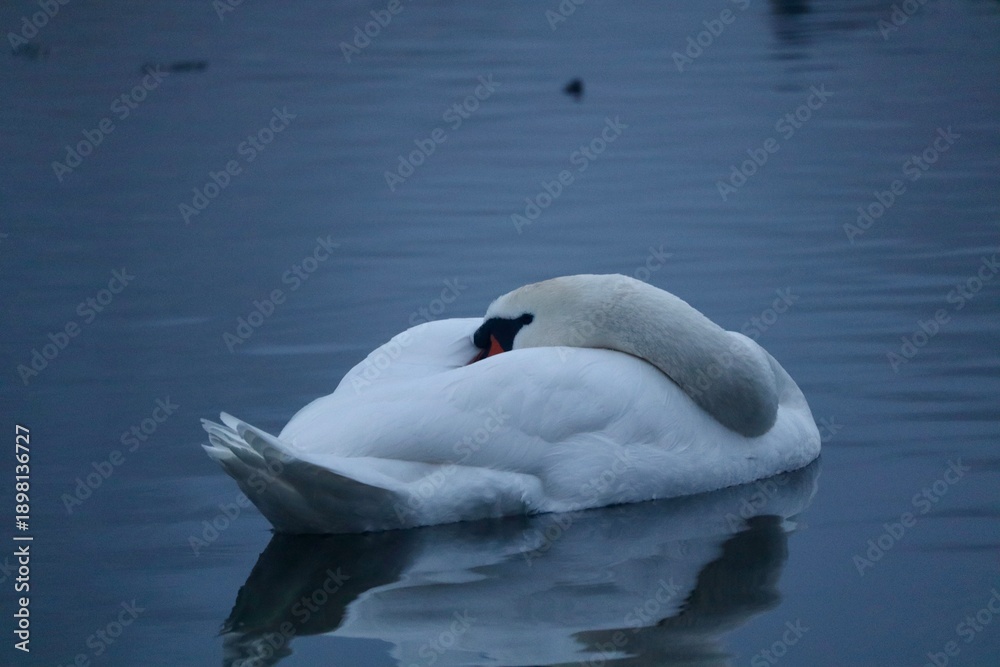 Obraz premium A white swan resting and sleeping on calm water with soft reflections and cool blue tones. Minimalist wildlife scene conveying peace and quiet in winter nature.