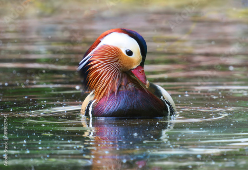 Male Mandarin Duck Posing with Vibrant Colorful Plumage and Head Turned