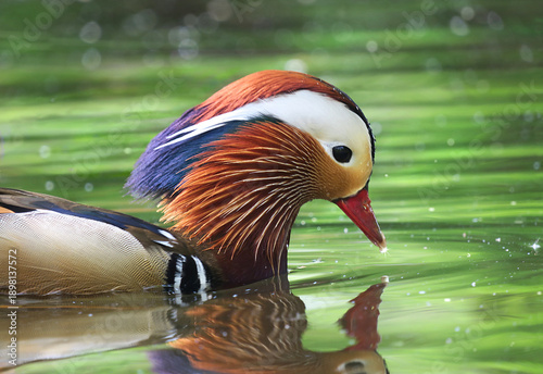 Male Mandarin duck (Aix galericulata) with vibrant colorful plumage touching beak to water with perfect reflection in a serene green shimmering pond.