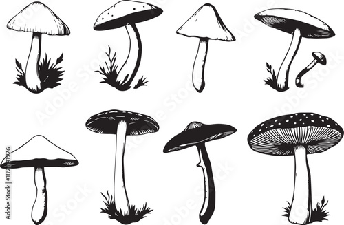 A set of mushrooms. Hand drawn vector illustration
