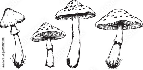 A set of mushrooms. Hand drawn vector illustration