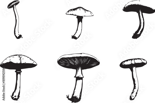 A set of mushrooms. Hand drawn vector illustration
