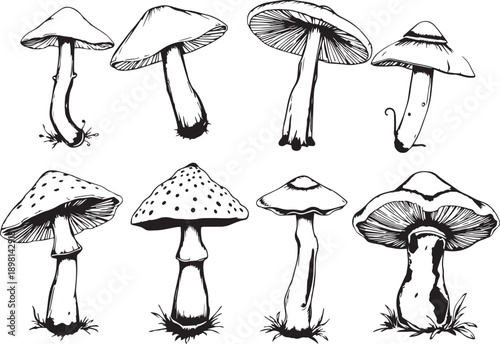 A set of mushrooms. Hand drawn vector illustration