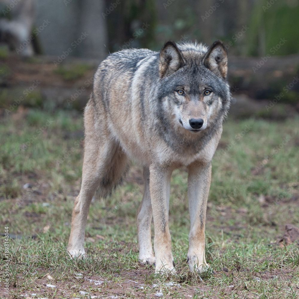 Obraz premium Image of a European wolf in natural surroundings, perfect for tattoo design, logo inspiration, wall art, or rustic branding projects with a focus on wildlife and symbolism.