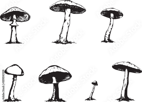 A set of mushrooms. Hand drawn vector illustration