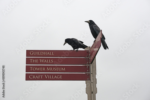 Photos Fingerpost Street Sign in Derry with Crows and Directions to Guildhall and Walle