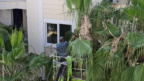 Worker trims palm tree leaves with tree saw. Landscaping workers trim palm tree leaves to shape the crown, stimulate growth, and remove dead leaves. Palm tree cleaning concept