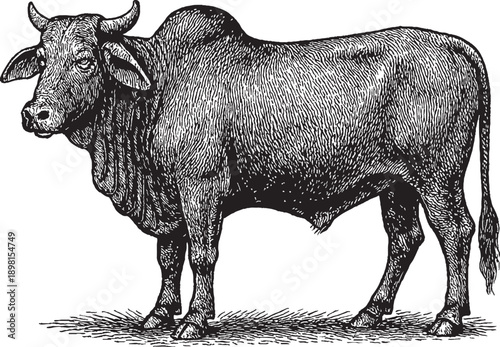 A cow is standing in a field. A cow is standing in a field. It has a white spot on its back