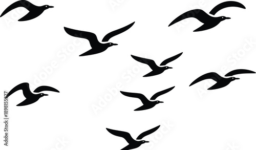 flying,birds,silhouette,seagull,flock,sky,wildlife,nature,freedom,flight,avian,black,shapes,isolated,white,background,bird,collection,vector,illustration