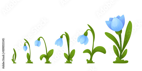 Vector collection with snowdrops on white background. Spring flower.