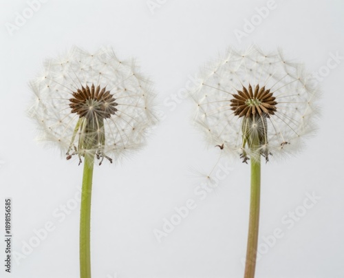 Two Dandelion Seed Heads with Fluffy White Florets and Green Stems on a White Background