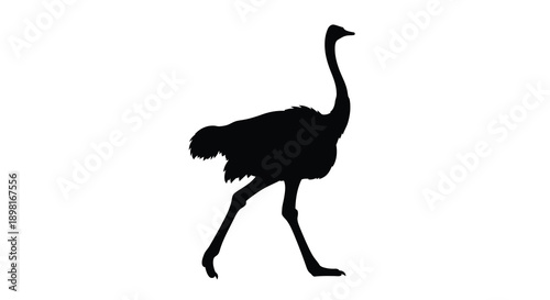 A black silhouette of an ostrich in mid stride silhouette