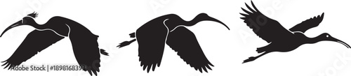 Flat design ibis bird silhouette collection with sacred ibis glossy ibis spoonbill