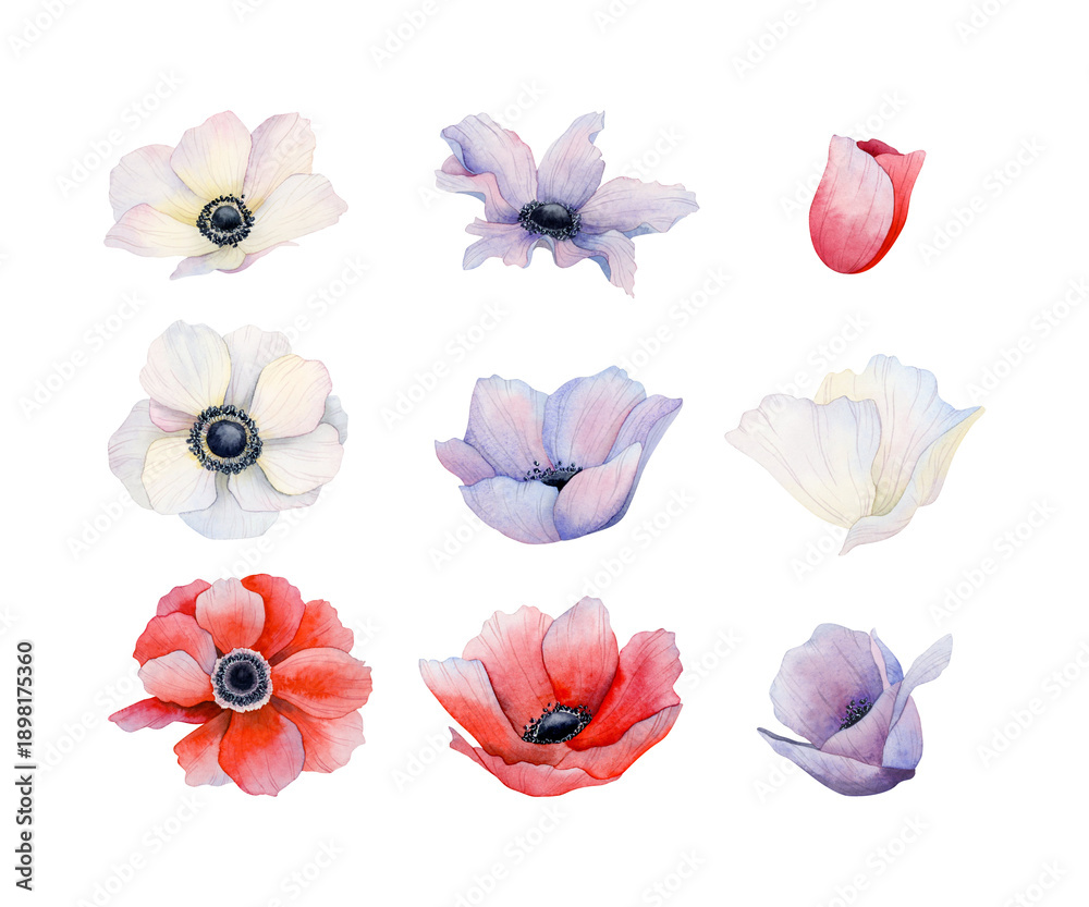 Fototapeta premium Watercolor anemones poppies flowers set. White, red and purple wildflowers illustration collection. Meadow field blooming plants for spring wedding and holiday designs