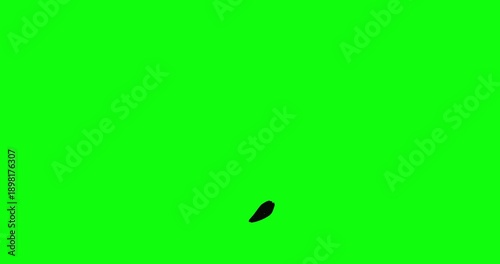 Animated black ink brush stroke drawing a single heart shape on green screen for chroma keying