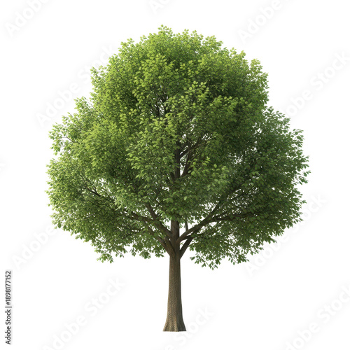 A single green tree with a thick trunk isolated on transparent background