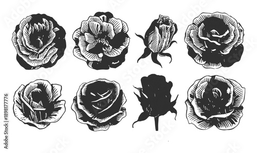Collection of Engraved Rose and Silhouettes