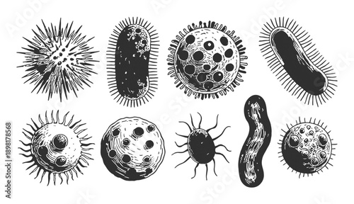 Vintage Engraving Style of Various Microorganisms and Bacteria