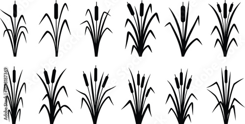 Black Silhouette Cattails Reeds and Grass Plants Isolated on White Background vector
