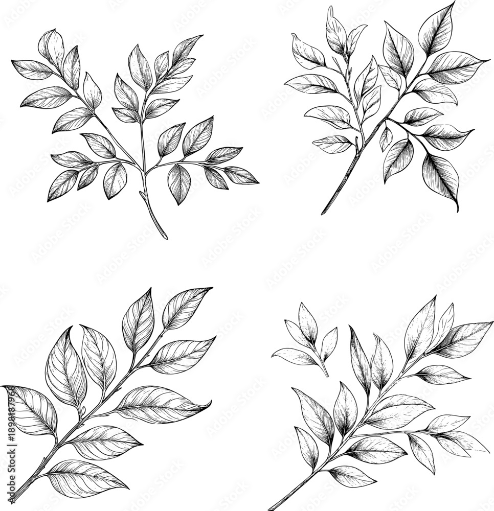 Fototapeta premium Twigs with spring leaves, a set of silhouettes, a black and white sketch. Digital illustration. Summer foliage on the branches of trees, the pattern is isolated on a white background64