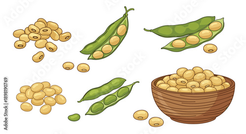 Healthy collection of fresh green soybean pods and dried yellow soybeans in a rustic wooden bowl and piles on a white background.