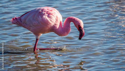 Photos Lesser Flamingo in a pond in Camargue, France