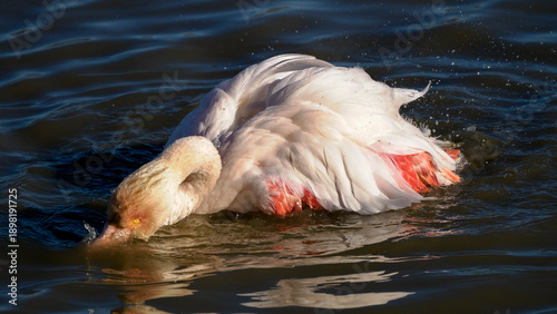 Foto Pink flamingo splashing in a pond in Camargue, France