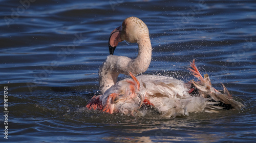 Foto Pink flamingo splashing in a pond in Camargue, France