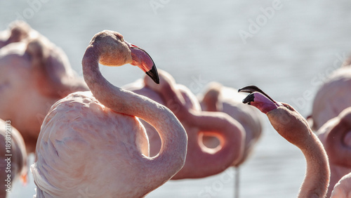 Squabble between two flamingos on a pond in Camargue