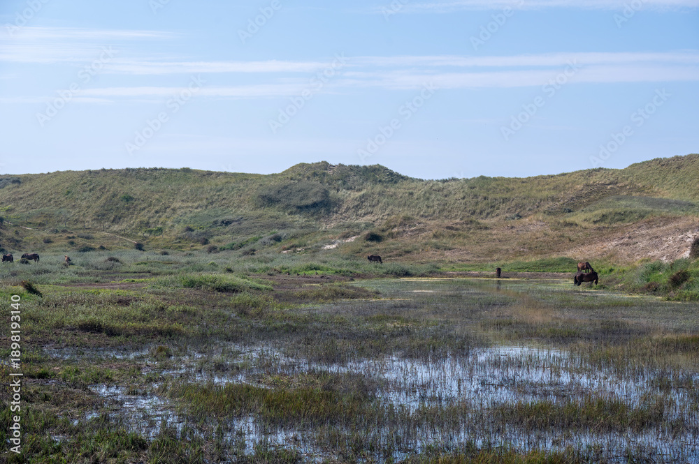 Obraz premium Wild horse at a small lake in a dune landscape