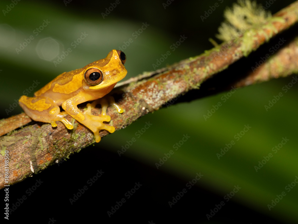 Obraz premium Sanduhr-Laubfrosch, Dendropsophus ebraccatus
