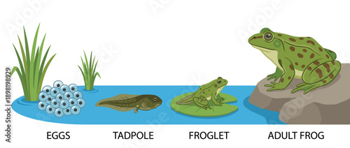 Illustration showing the life cycle of a frog, from eggs to tadpole, froglet, and finally an adult frog.