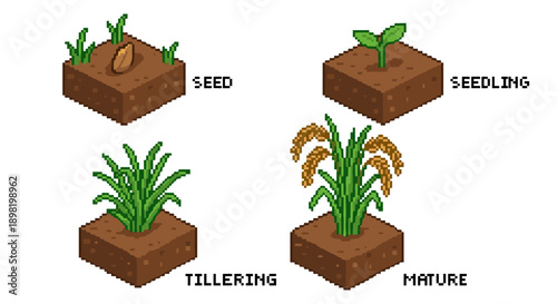 Illustration showing the four stages of rice plant growth: seed, seedling, tillering, and mature plant with grains.