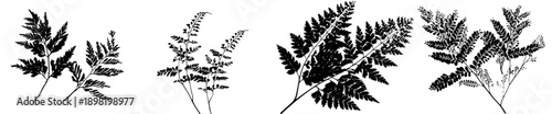 Silhouette of Wild Ferns